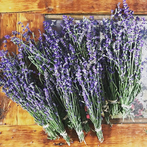 Lavender Kombucha